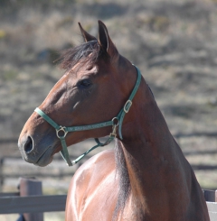 Random Shot 150415-10